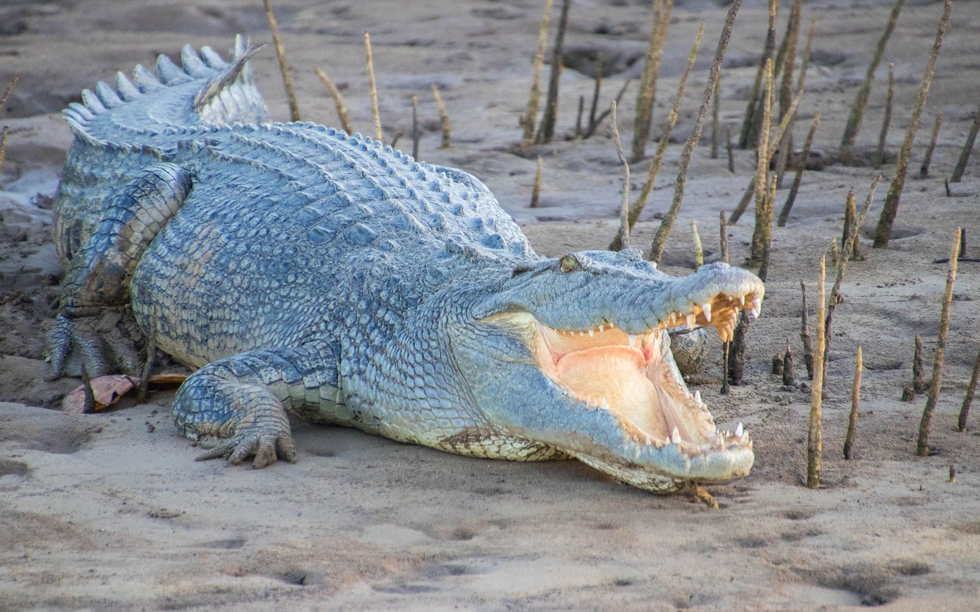 Snapping Tours Wildlife Tour - Saltwater Crocodile
