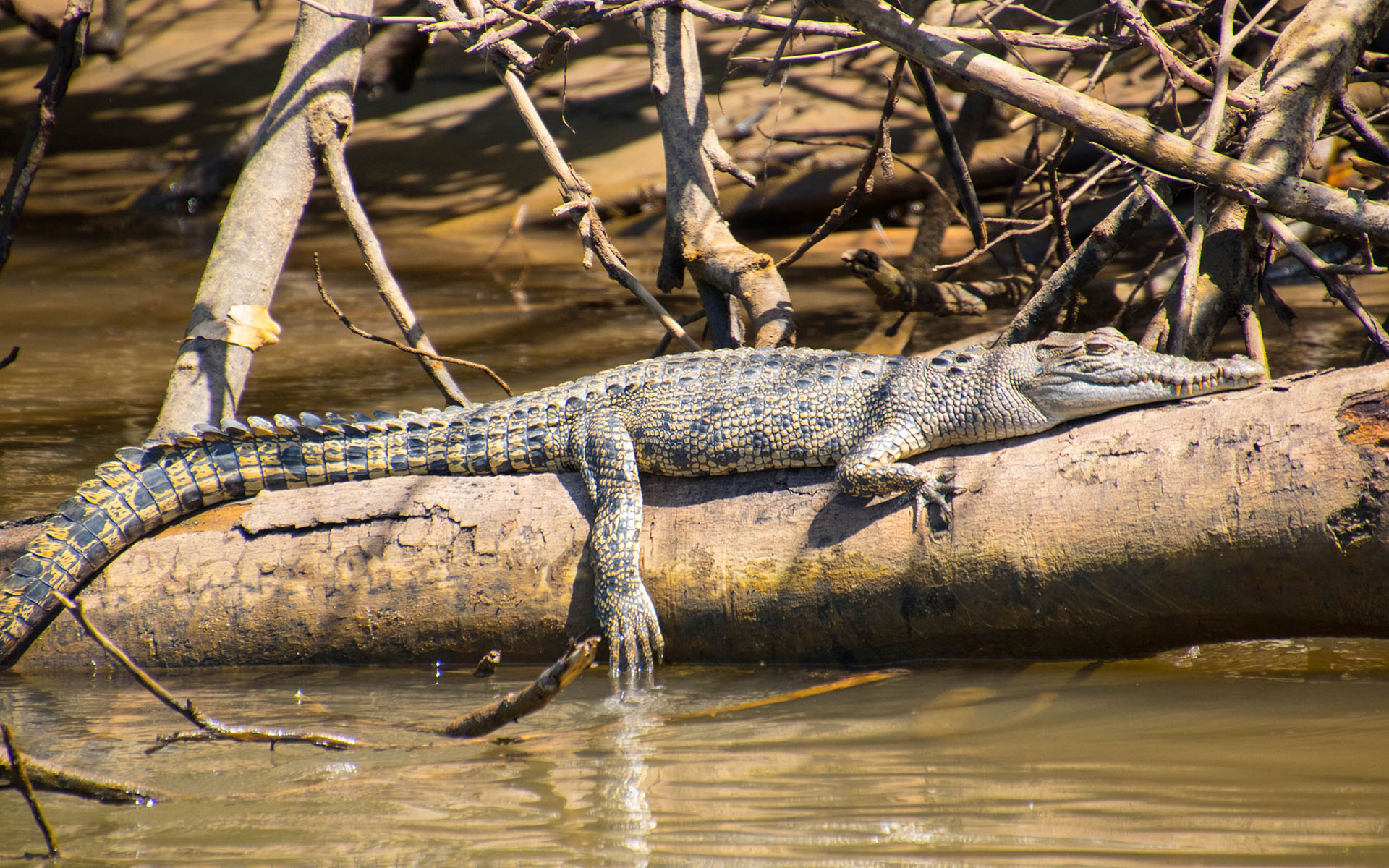 Sunning Crocodile